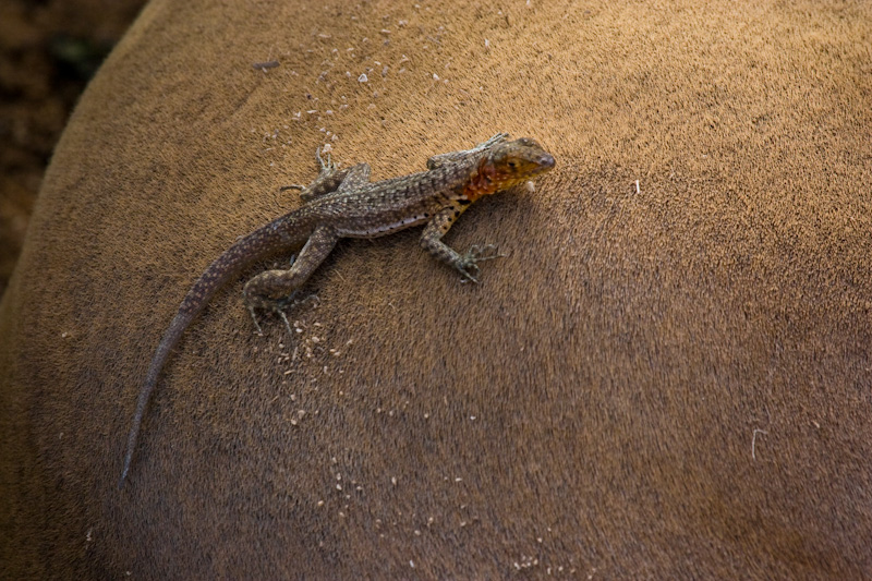 Galápagos Lava Lizard On Back Of Galápagos Sealion 